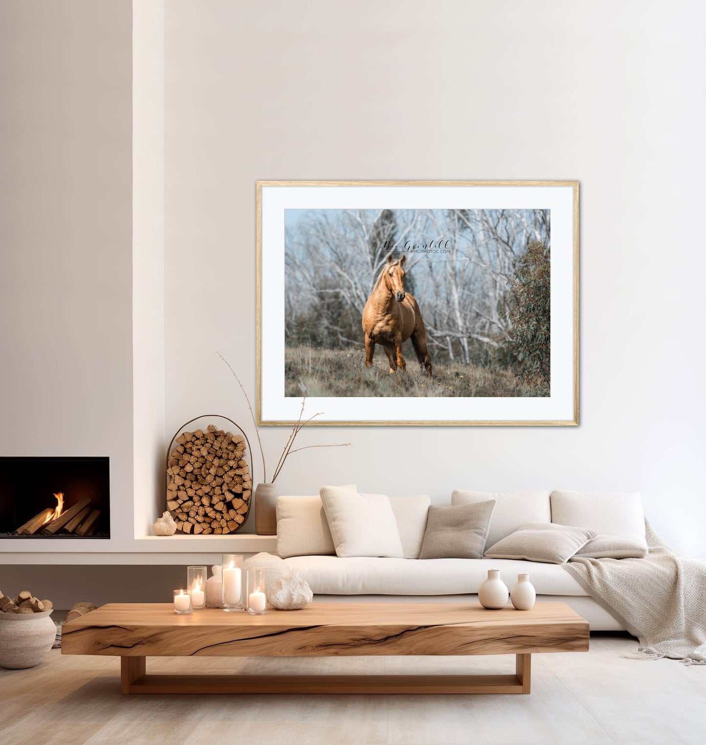 Palomino Brumby Stallion