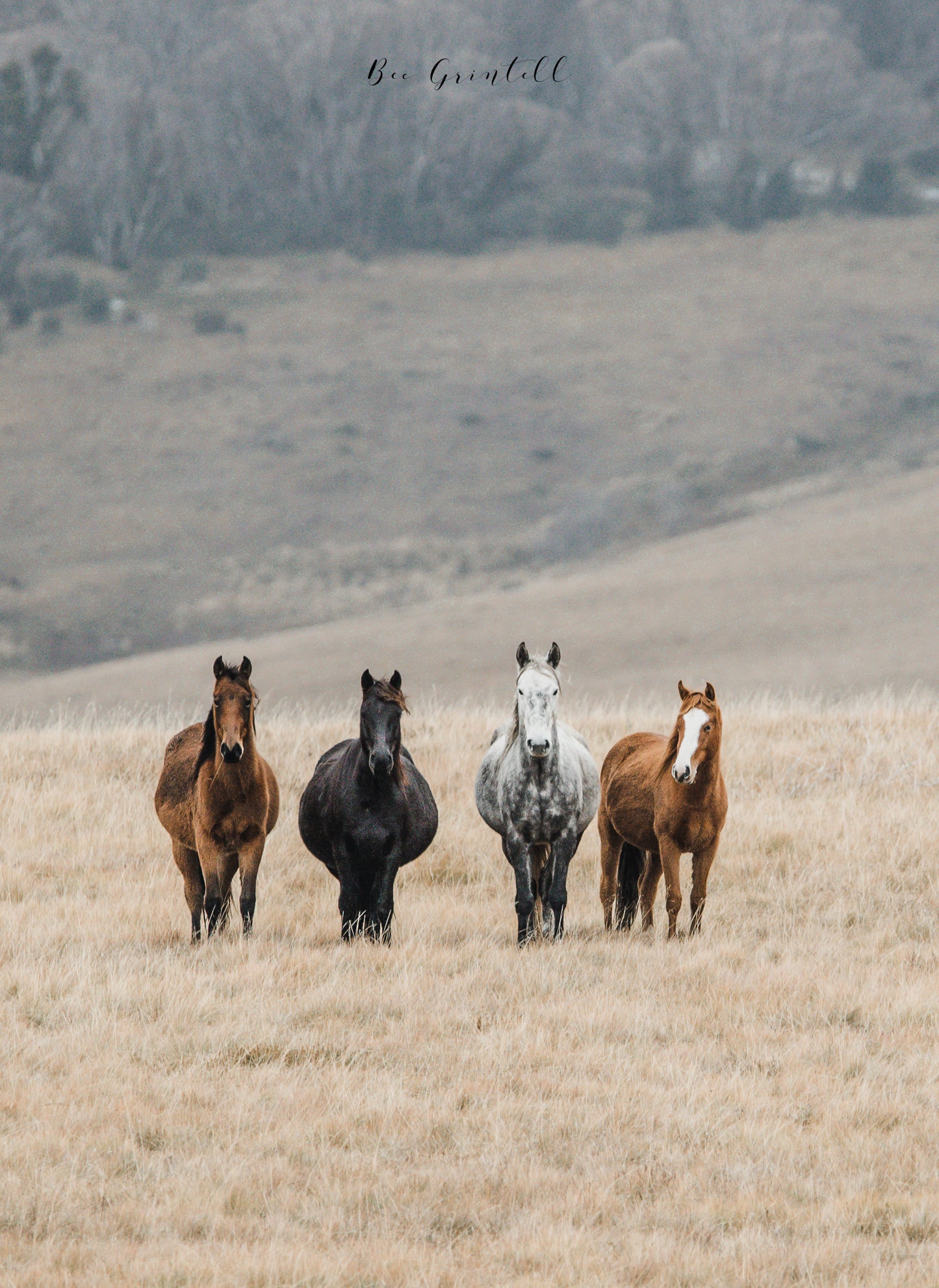 Kosciuszko Brumby