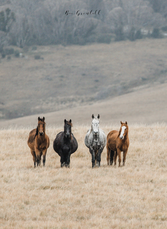 Kosciuszko Brumby