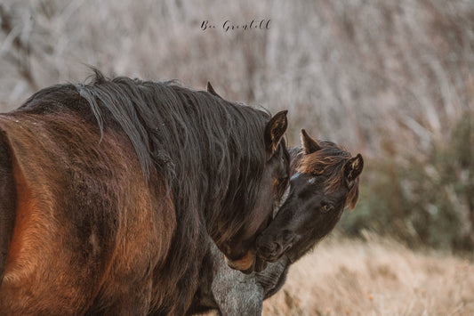 Brumby Stallion & Foal
