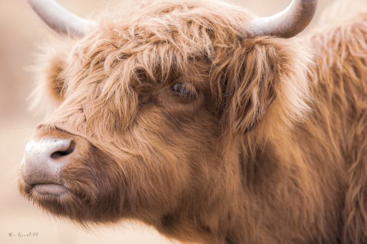 Scottish Highland