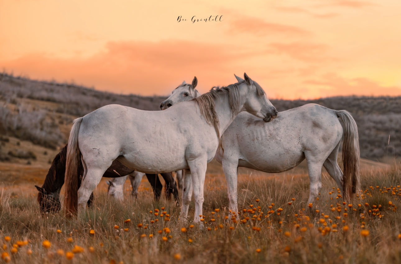 Wild Flowers & Wild Horses (Limited Edition)
