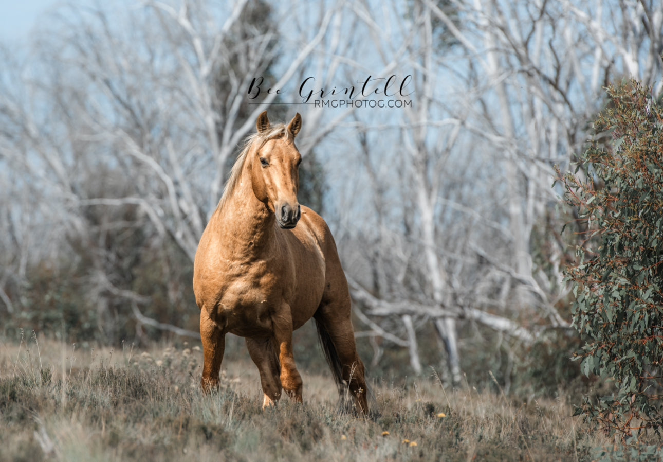 Palomino Brumby Stallion