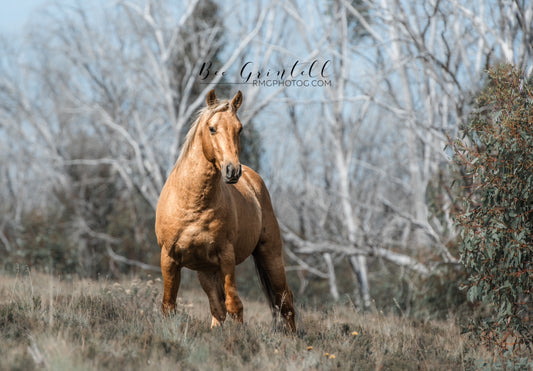 Palomino Brumby Stallion