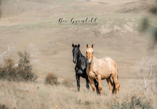 Brumby Foals