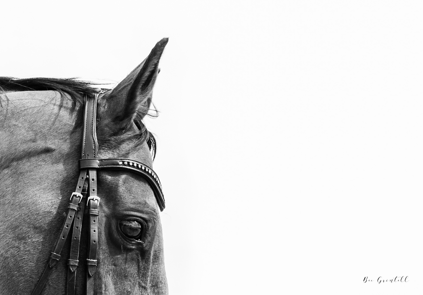 Thoroughbred