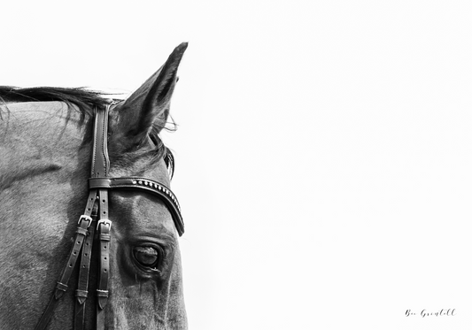 Thoroughbred