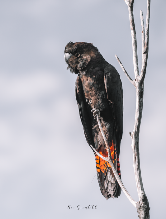 Glossy Black Cockatoo