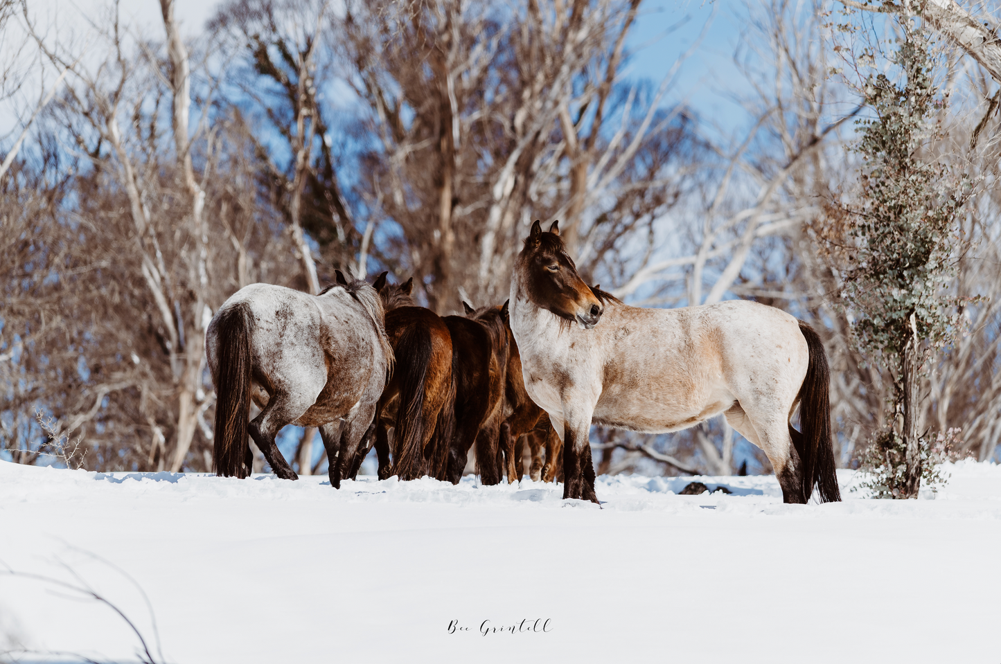 Brumby Mob