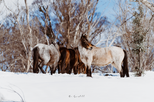 Brumby Mob