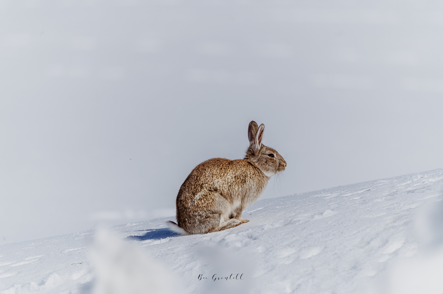Snow Bunny