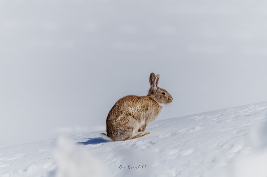 Snow Bunny