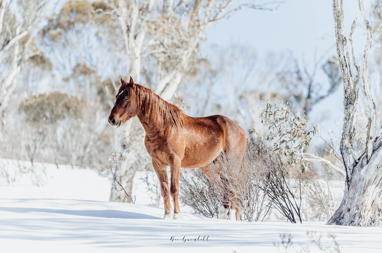 Brumby Stallion