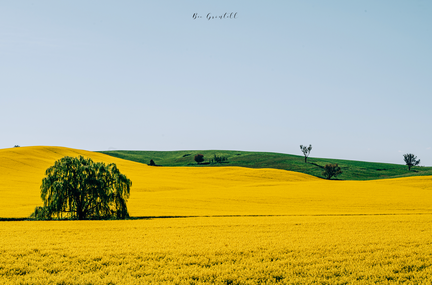 Fields of gold