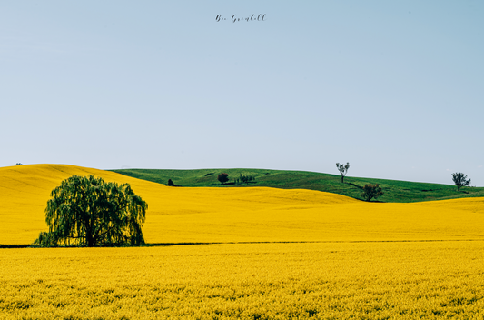 Fields of gold
