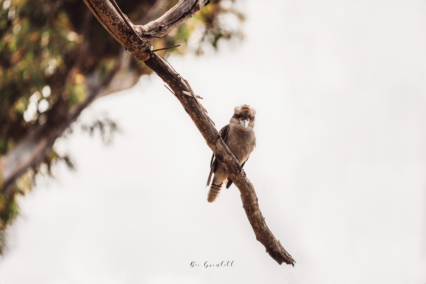 Kookaburra