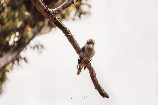 Kookaburra