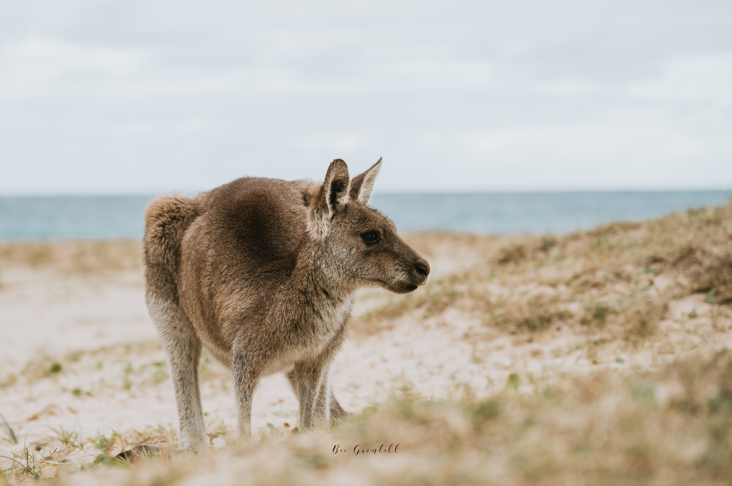 Eastern Grey Pebbly Beach