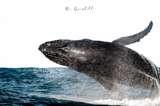 Humpback Highway