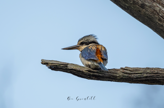 Red Backed Kingfisher