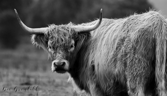 Highland Cow