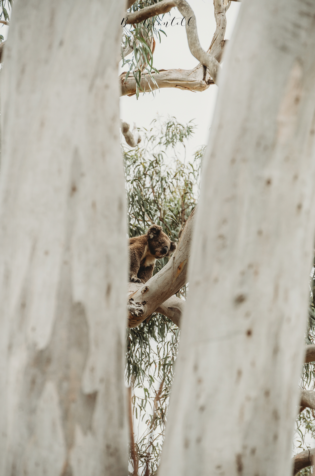 Camouflage