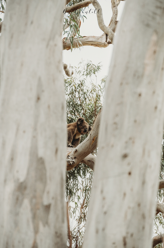 Camouflage