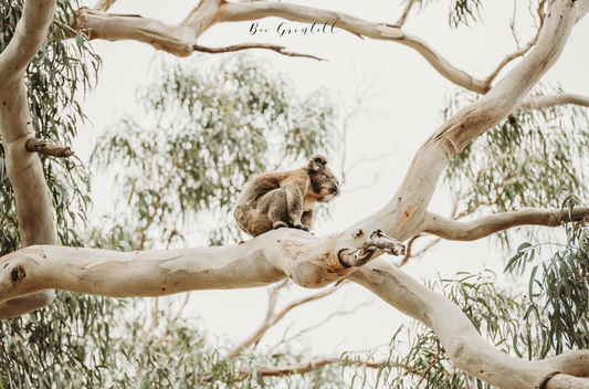 Budj Bim Koala