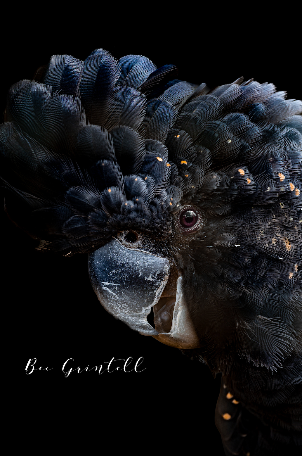 Black Cockatoo (Limited Edition)