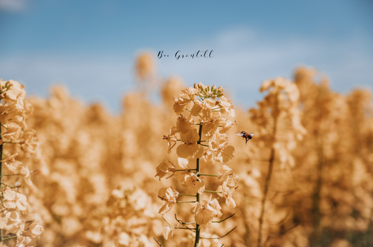 Busy pollinating
