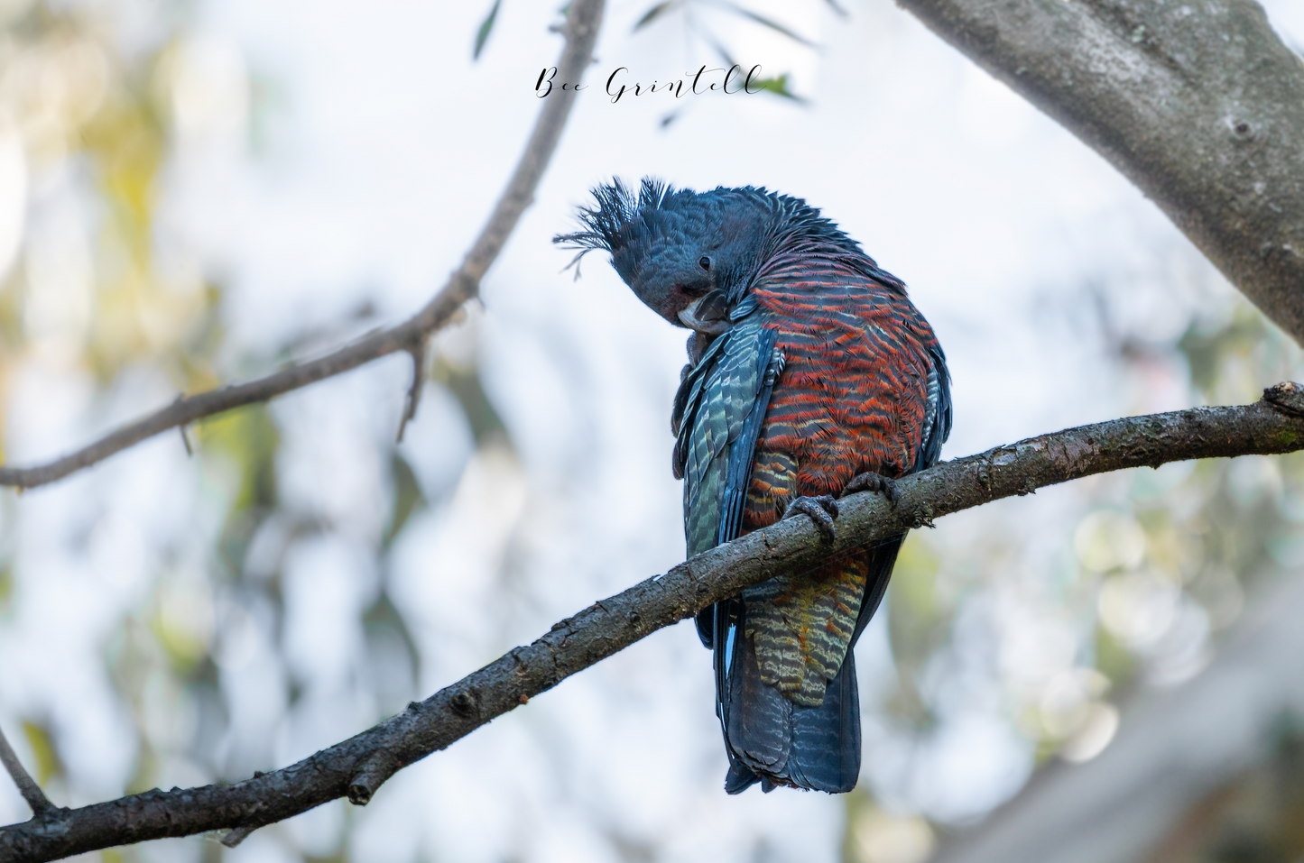 Gang Gang Cockatoo (Female)