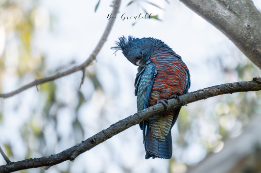 Gang Gang Cockatoo (Female)