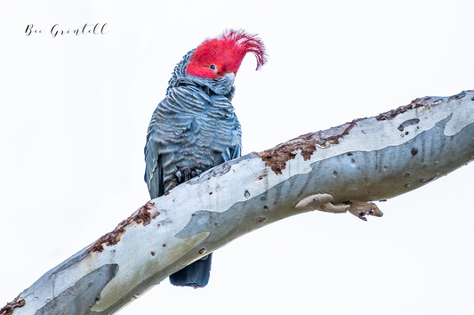 Gang Gang (Male) on branch