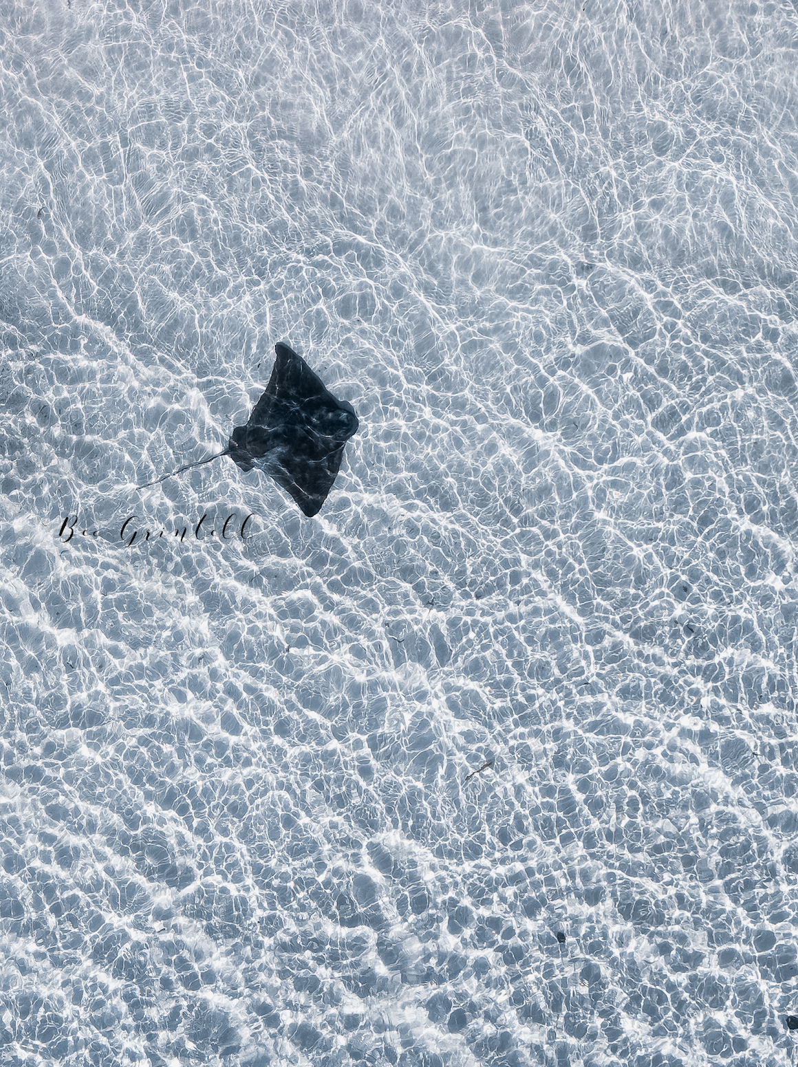 Eagle Ray