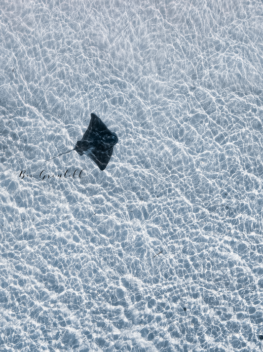 Eagle Ray