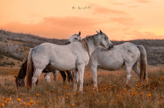 Wild Flowers & Wild Horses (Limited Edition)